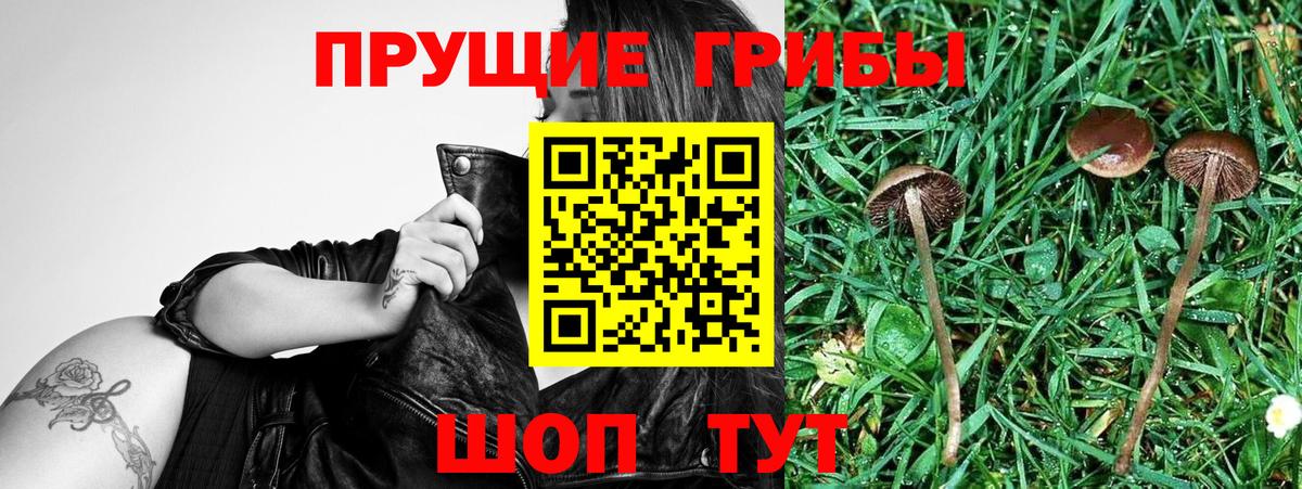 Галлюциногенные грибы прущие грибы Мценск